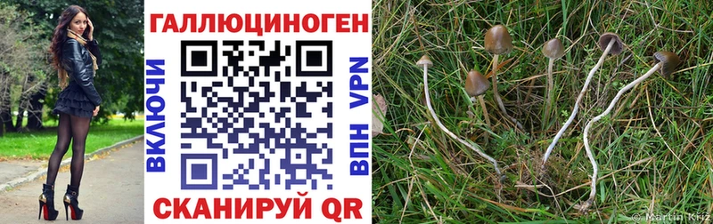 Псилоцибиновые грибы GOLDEN TEACHER Купить где Лысково